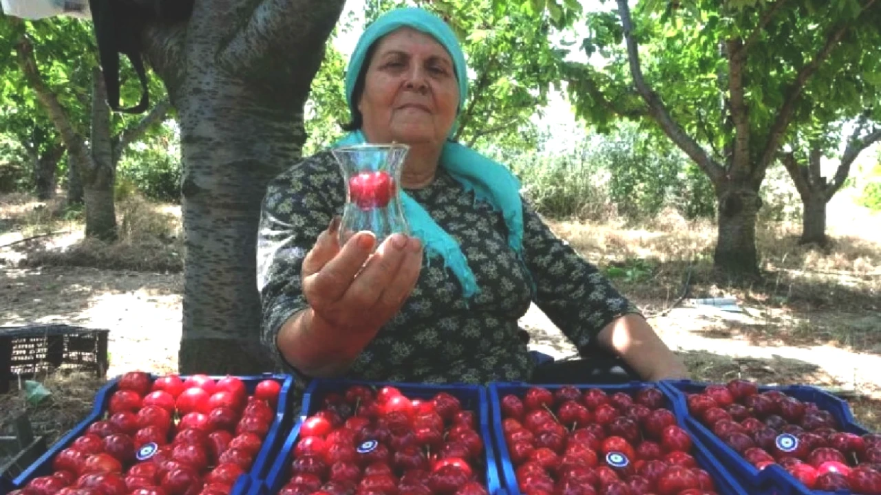 Lapseki'nin Eşsiz Lezzeti! 10 Günlük Hasatta Kilo Fiyatları Şaşırtıyor!
