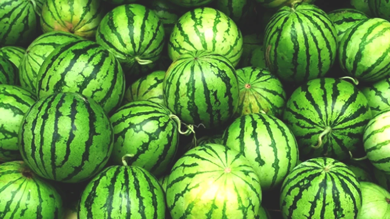 Kavurucu Sıcaklar Karpuza Talebi Patlattı! Tarlada 1, Markette 20 TL!