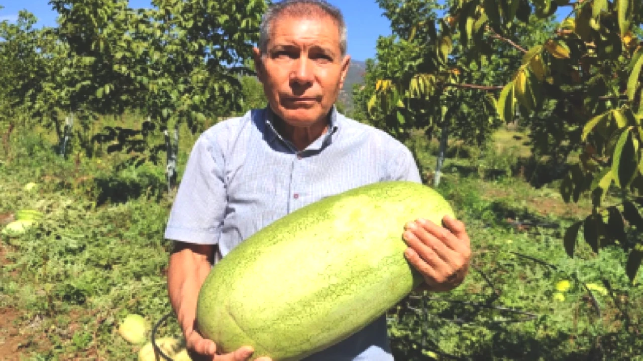 Hasat Sezonu Nihayet Başladı: Kilosu 25 TL’den Tükendi!