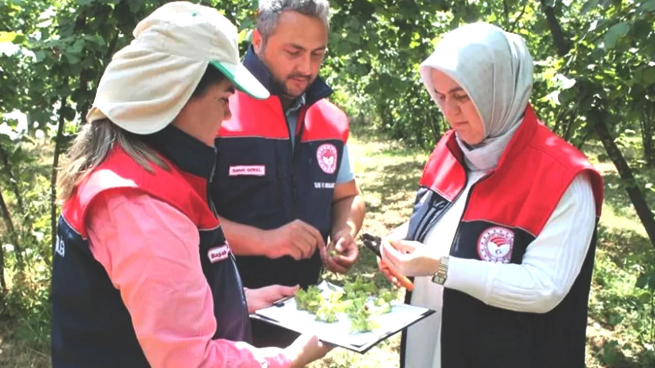 Düzce'de Fındık Rekoltesi Belirleniyor! İşte Son Gelişmeler ve Tahminler