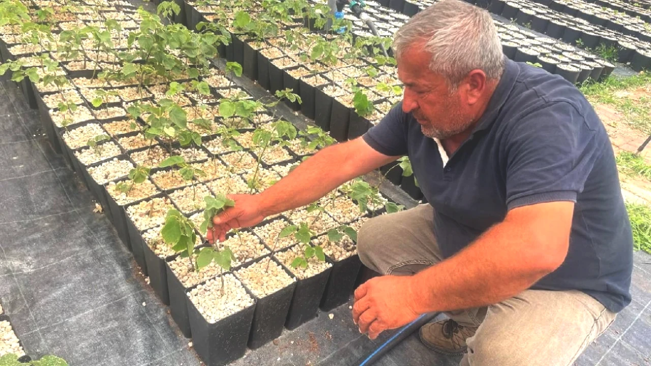 Uludağ’da Eşi Benzeri Olmayan Hasat! 700 Bin TL Yevmiye ile Çiftçiye Destek!