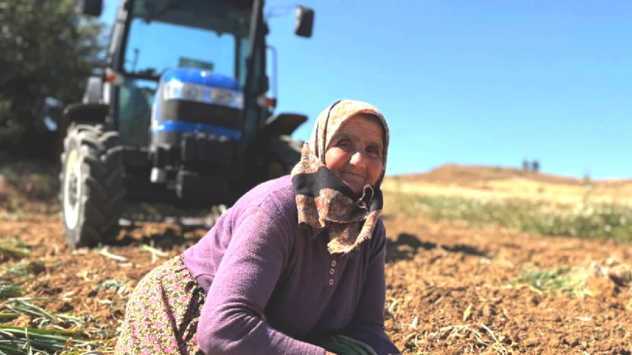 Toprak Altın Mı? 20 Gün Süren Hasatla Kazanç Kapıları Açılıyor!