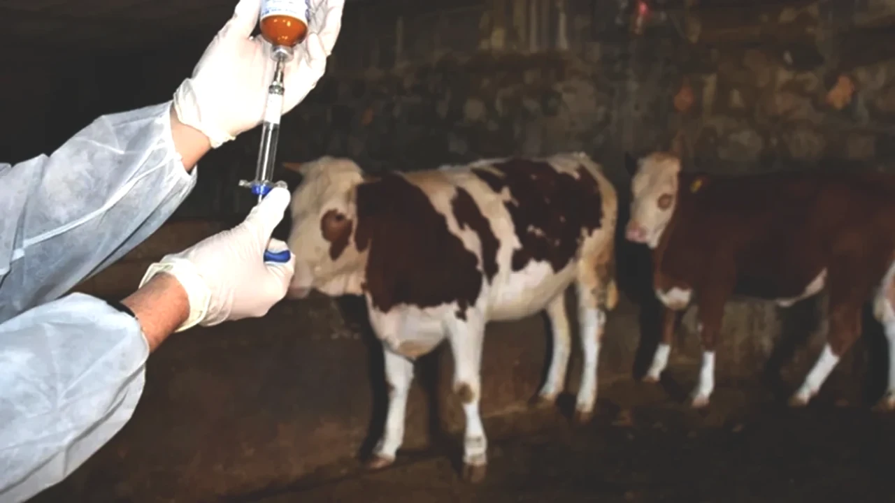 Hayvan Pazarları Ne Zaman Açılıyor? Tarım ve Orman Bakanlığı'ndan Beklenen Açıklama!
