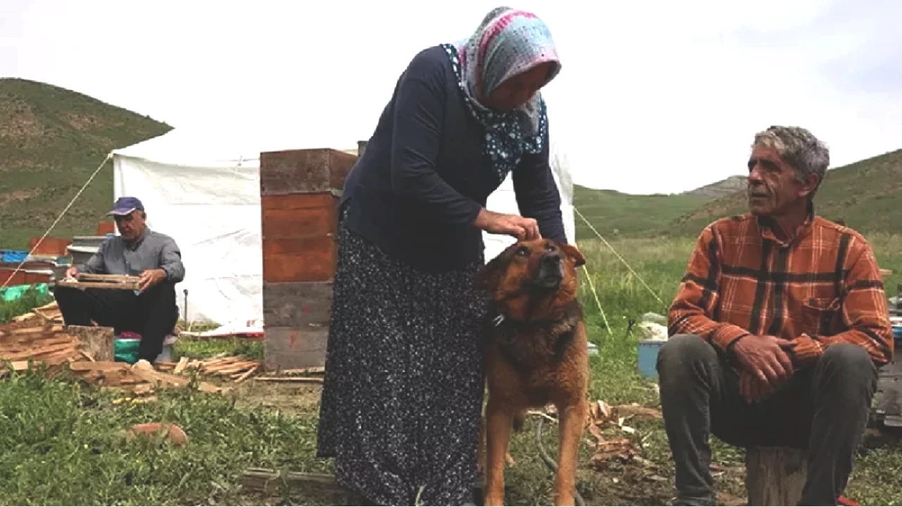 Ağrılılar Fırsatı Kaçırdı! Ordulu Kardeşlerin Dağlardaki Sıradışı Yaşamı
