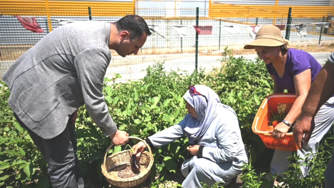Kent Bostanları'nda Hasat Zamanı! Kadınların Ektiği Sebzelerle Dolu