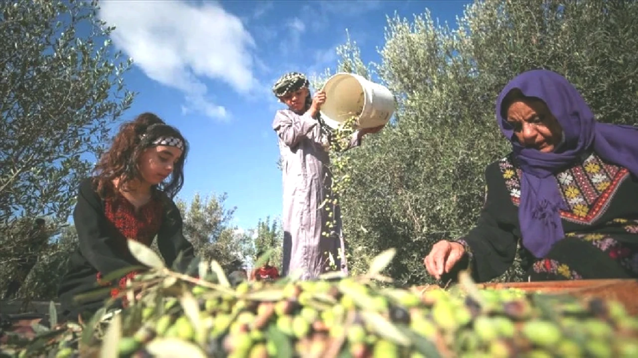 Dünyanın En Fazla Zeytin Üreten Ülkeleri! Türkiye Kaçıncı Sırada?