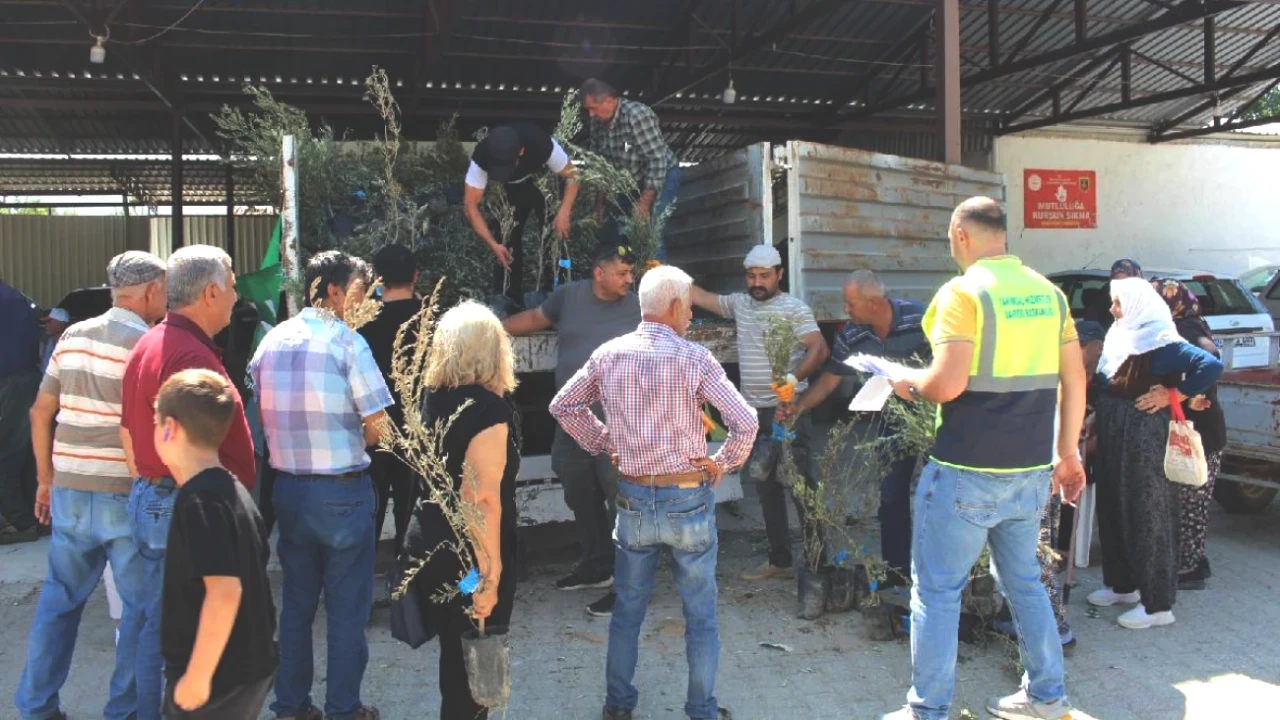 19 İlçede 40 Bin Zeytin Fidanı Dağıtıldı! Büyükşehir'den Üreticilere Destek