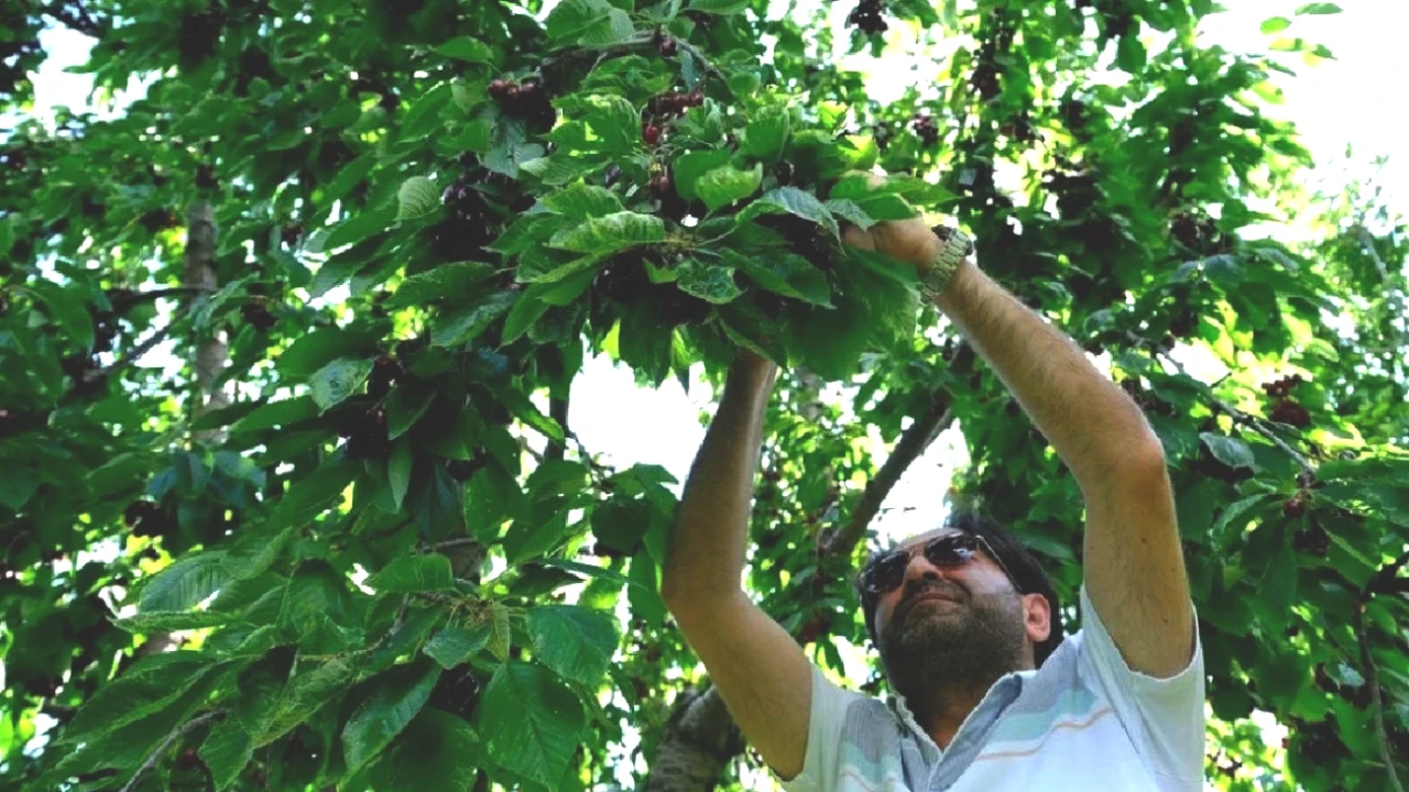 Türkiye'nin Üretim Merkezi: 2025 Hasadı Başladı! Fiyatlar İlk Gün 150 TL'den Başladı